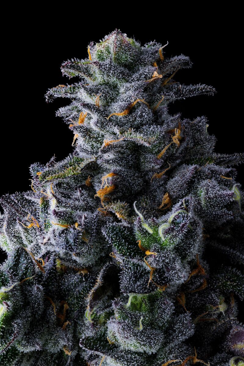 UK Riot, Фасовка: 3, изображение 4